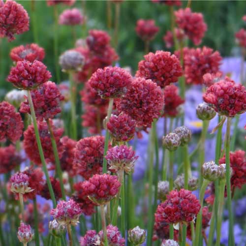 ARMERIA 'Joystick Red' ARMERIA 'Joystick Red'