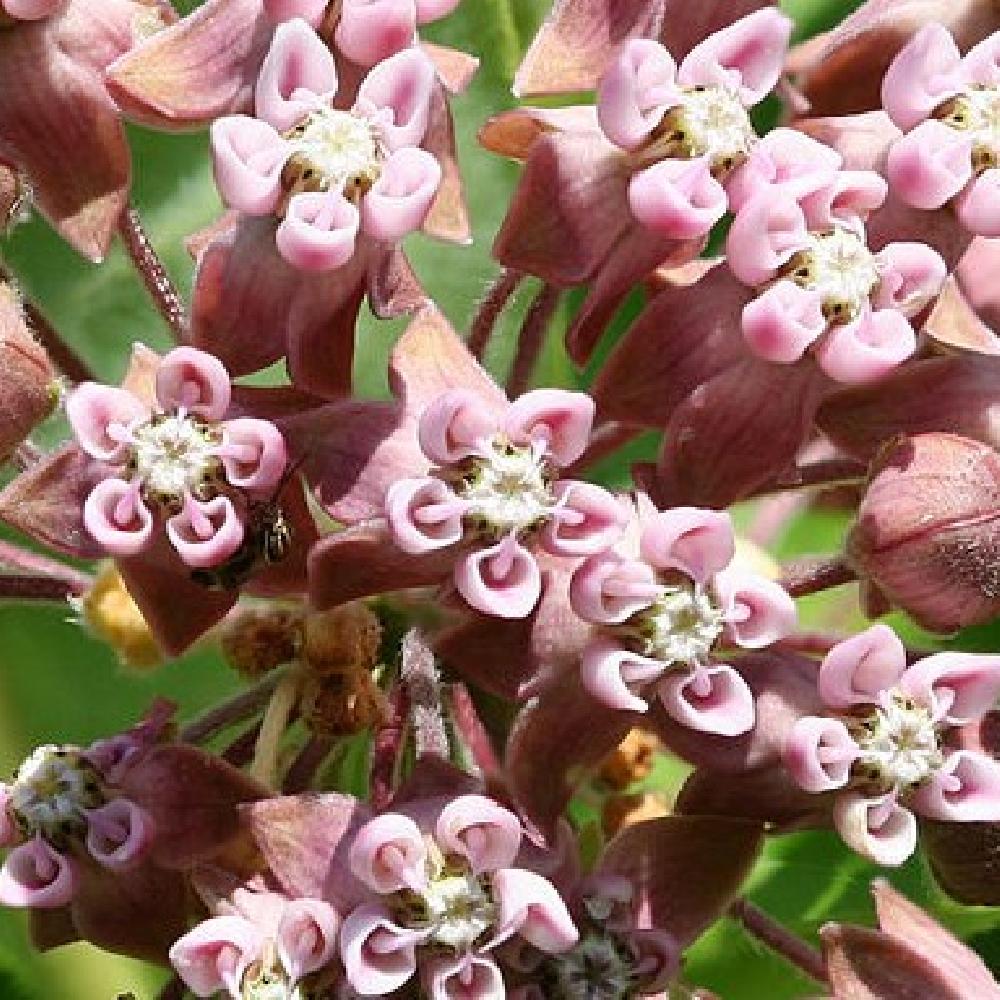 Plantes Vivaces ASCLEPIAS syriaca (cornuti) - Asclépiade - Herbe aux ...