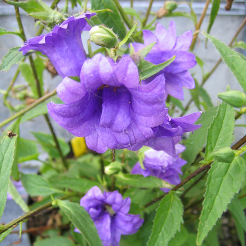 CAMPANULA trachelium 'Bernice' CAMPANULA trachelium 'Bernice'