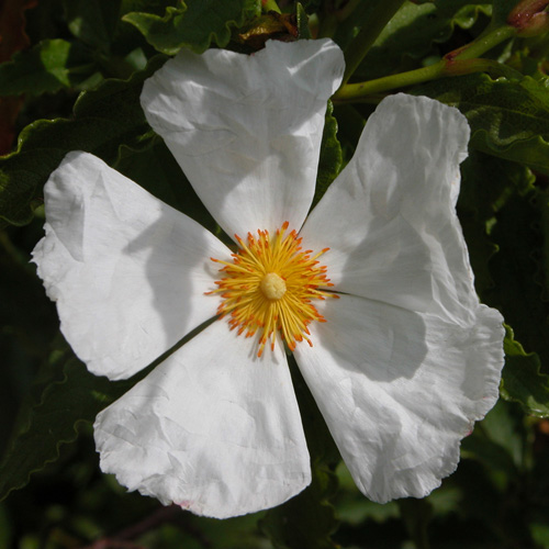 CISTUS populifolius CISTUS populifolius