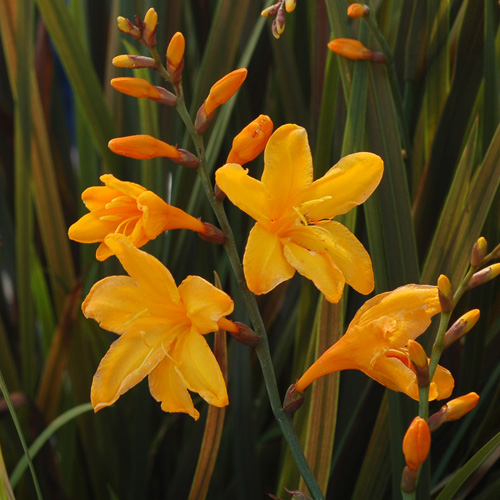 CROCOSMIA 'Twilight Fairy Gold' CROCOSMIA 'Twilight Fairy Gold'