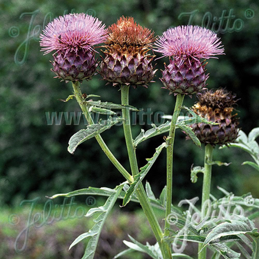 Plantes Vivaces CYNARA scolymus Artichaut Pépinière Lepage