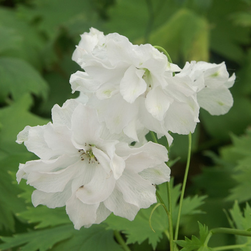 DELPHINIUM 'Double Innocence' (Elatum Group) DELPHINIUM 'Double Innocence' (Elatum Group)