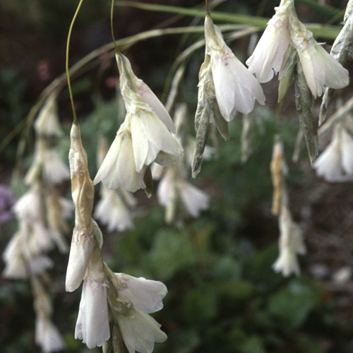 DIERAMA argyreum DIERAMA argyreum