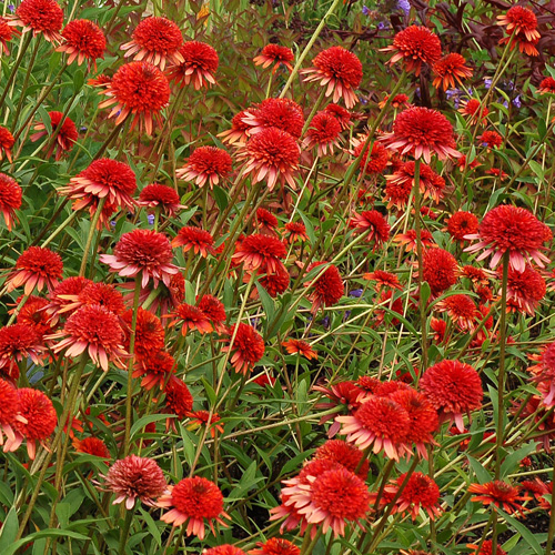 ECHINACEA 'Coral Reef' ® ECHINACEA 'Coral Reef' ®