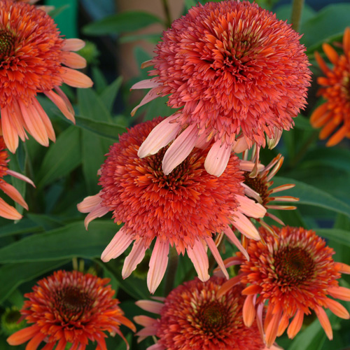 ECHINACEA 'Coral Reef' ® ECHINACEA 'Coral Reef' ®