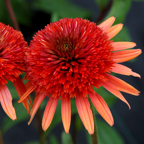 ECHINACEA 'Coral Reef' ® ECHINACEA 'Coral Reef' ®
