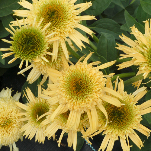 ECHINACEA 'Secret Joy' ® ECHINACEA 'Secret Joy' ®