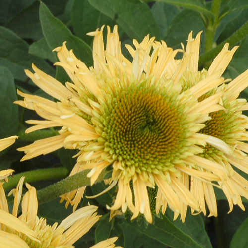 ECHINACEA 'Secret Joy' ® ECHINACEA 'Secret Joy' ®