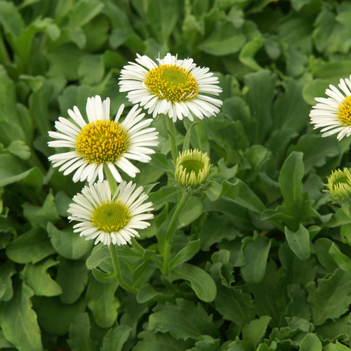 ERIGERON glaucus 'Albus' ERIGERON glaucus 'Albus'