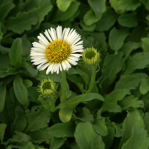 ERIGERON glaucus 'Albus' ERIGERON glaucus 'Albus'