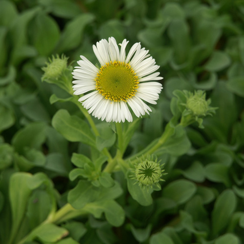 ERIGERON glaucus 'Albus' ERIGERON glaucus 'Albus'
