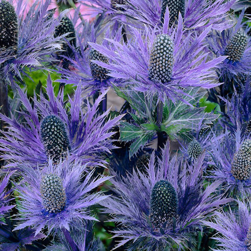 Plantes Vivaces ERYNGIUM alpinum 'Blue Star' Chardon des Alpes