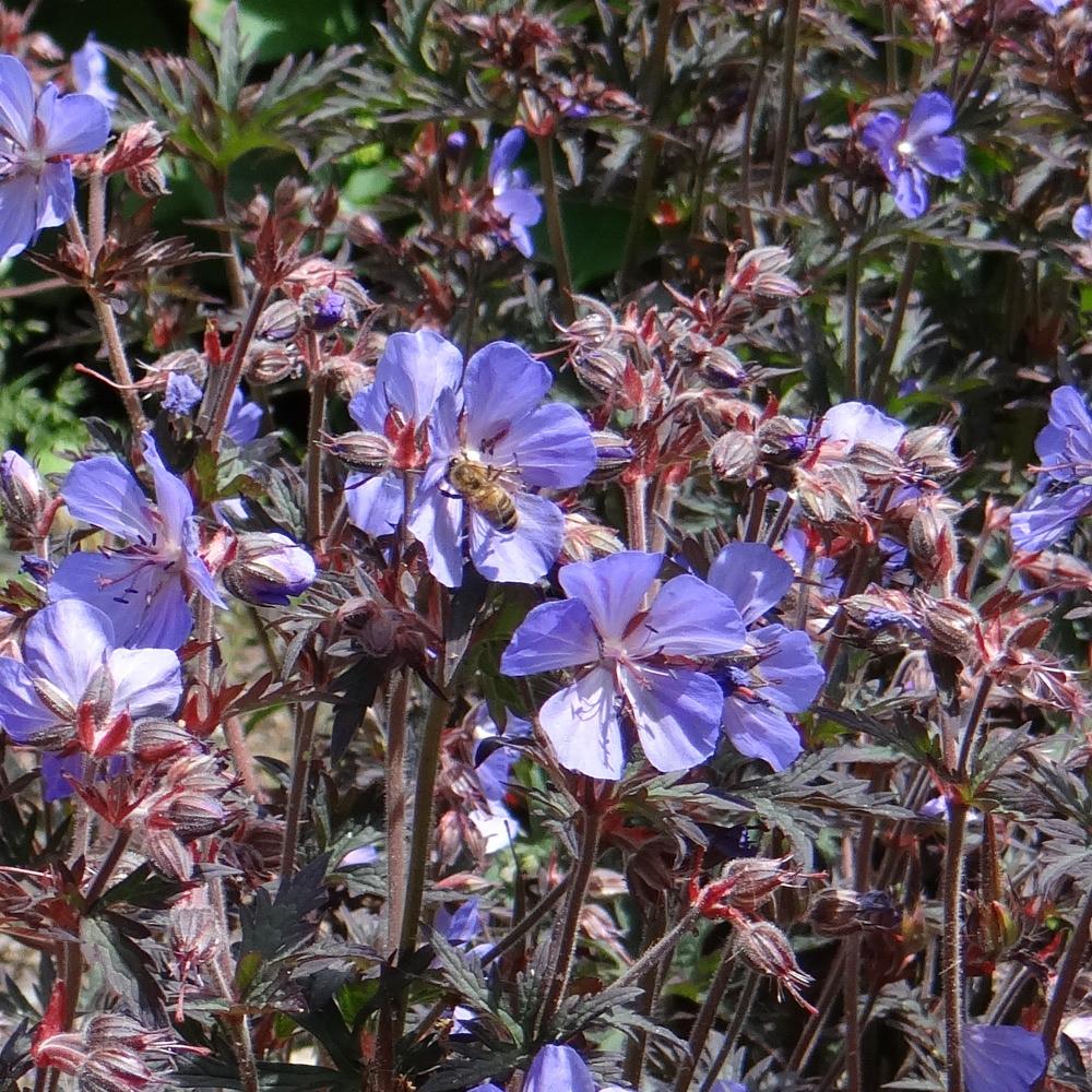 Plantes Vivaces GERANIUM pratense 'Midnight Reiter' (Dark Reiter ...