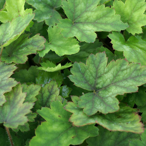 HEUCHERELLA alba 'Bridget Bloom' HEUCHERELLA alba 'Bridget Bloom'