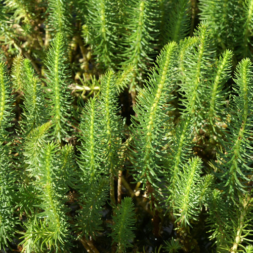 HIPPURIS vulgaris HIPPURIS vulgaris