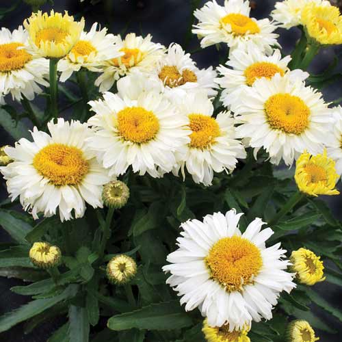LEUCANTHEMUM superbum 'Bridal bouquet' ® LEUCANTHEMUM superbum 'Bridal bouquet' ®