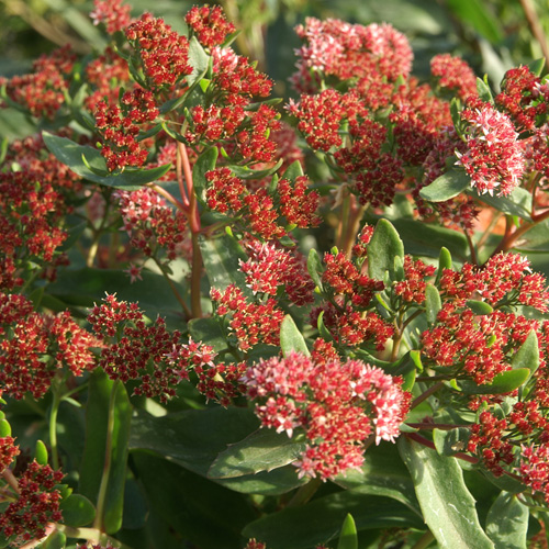 SEDUM 'Garnet Brocade' (Garbro) ® SEDUM 'Garnet Brocade' (Garbro) ®