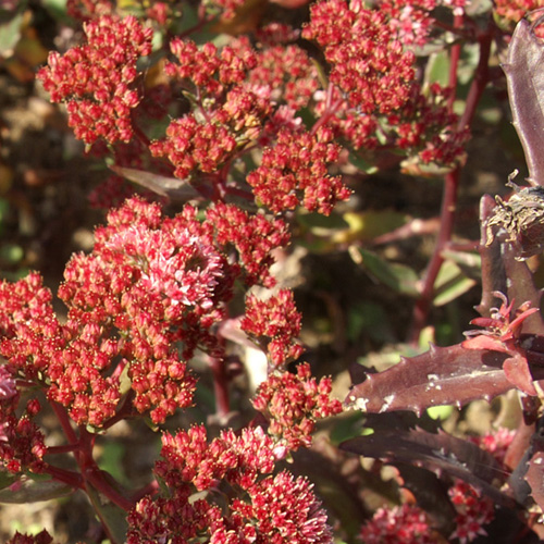 SEDUM 'Garnet Brocade' (Garbro) ® SEDUM 'Garnet Brocade' (Garbro) ®
