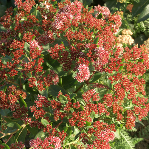 SEDUM 'Garnet Brocade' (Garbro) ® SEDUM 'Garnet Brocade' (Garbro) ®