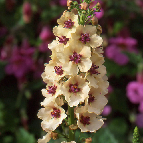 VERBASCUM 'Southern Charm' VERBASCUM 'Southern Charm'