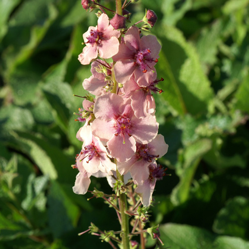 VERBASCUM 'Southern Charm' VERBASCUM 'Southern Charm'