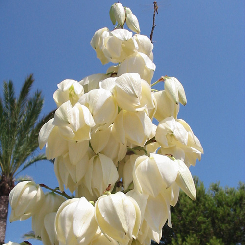 YUCCA filamentosa YUCCA filamentosa
