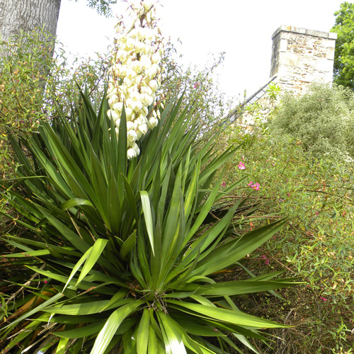 YUCCA filamentosa YUCCA filamentosa
