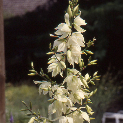 YUCCA filamentosa YUCCA filamentosa