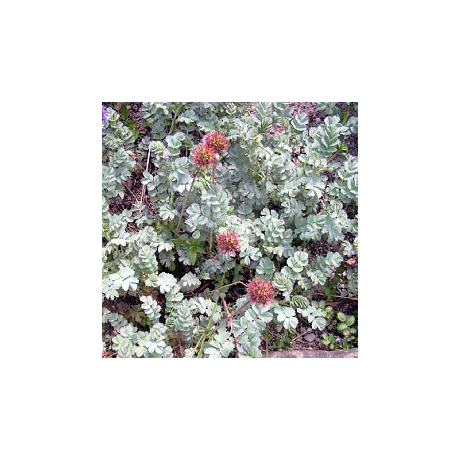 Plantes Vivaces ACAENA 'Blue Haze' - Lampourde en vente - Pépinière Lepage .