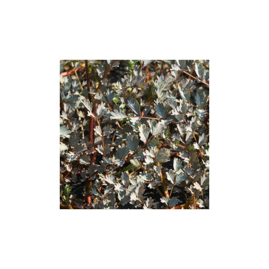 Plantes Vivaces ACAENA 'Blue Haze' - Lampourde en vente - Pépinière Lepage .