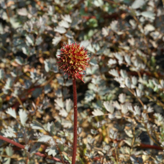 Plantes Vivaces ACAENA 'Blue Haze' - Lampourde en vente - Pépinière Lepage .