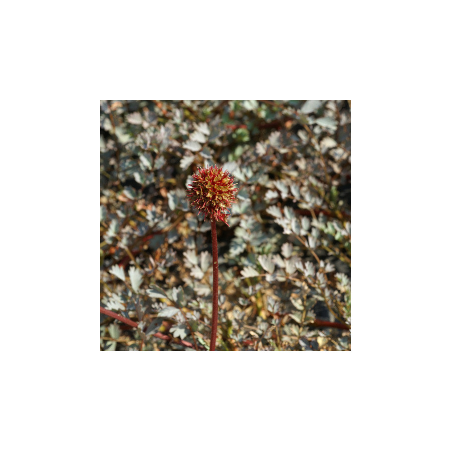 Plantes Vivaces ACAENA 'Blue Haze' - Lampourde en vente - Pépinière Lepage .