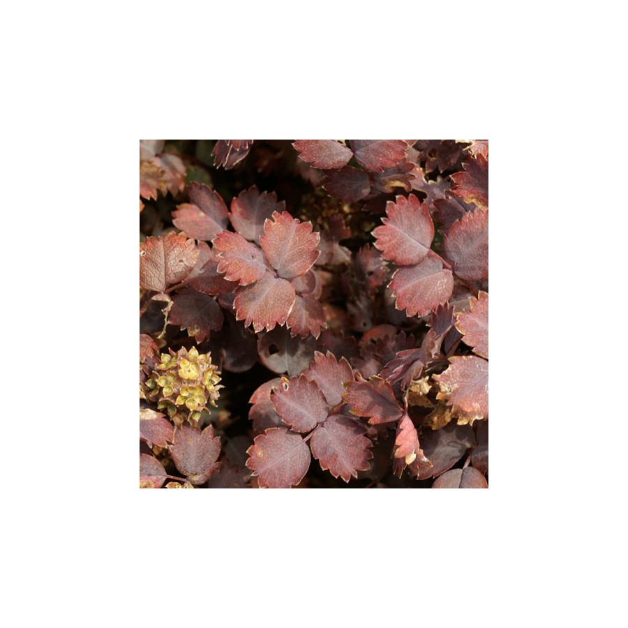 plantes-vivaces-acaena-inermis-purpurea-lampourde-en-vente-pepiniere-lepage-