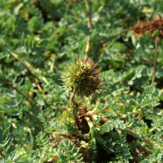 plantes-vivaces-acaena-magellanica-lampourde-magellan-en-vente-pepiniere-lepage-