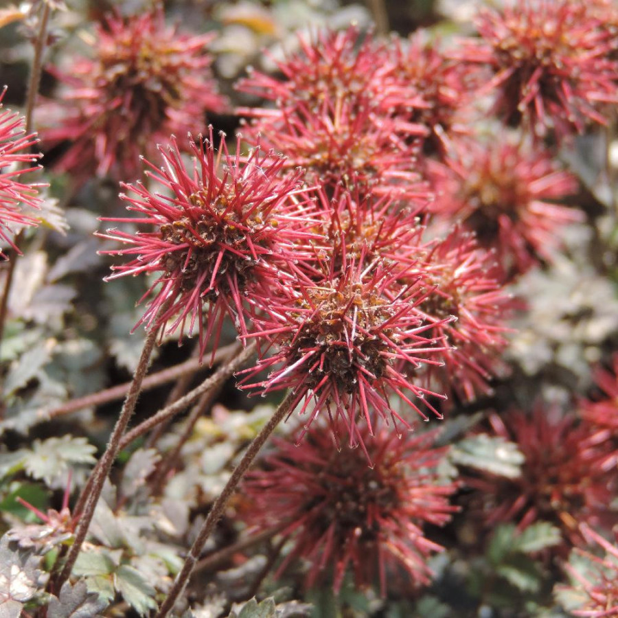 Plantes Vivaces ACAENA microphylla 'Kupferteppich' - Lampourde Petites Feuilles en vente - Pépinière Lepage .