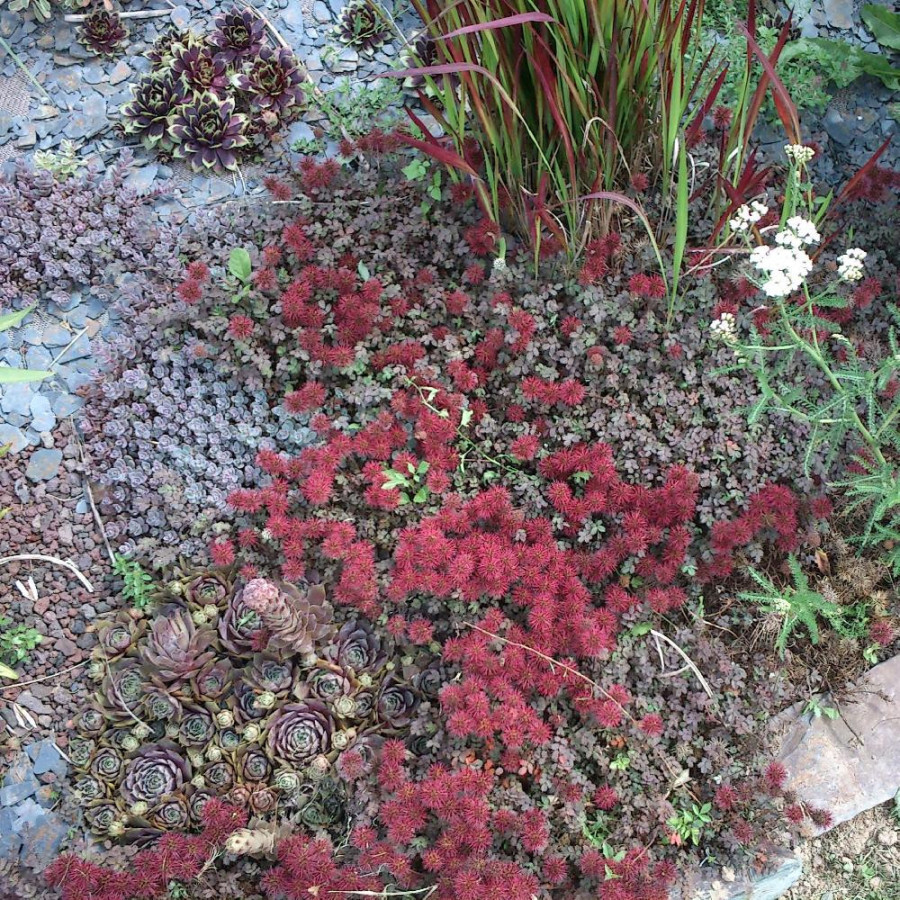 Plantes Vivaces ACAENA microphylla 'Kupferteppich' - Lampourde Petites Feuilles en vente - Pépinière Lepage .