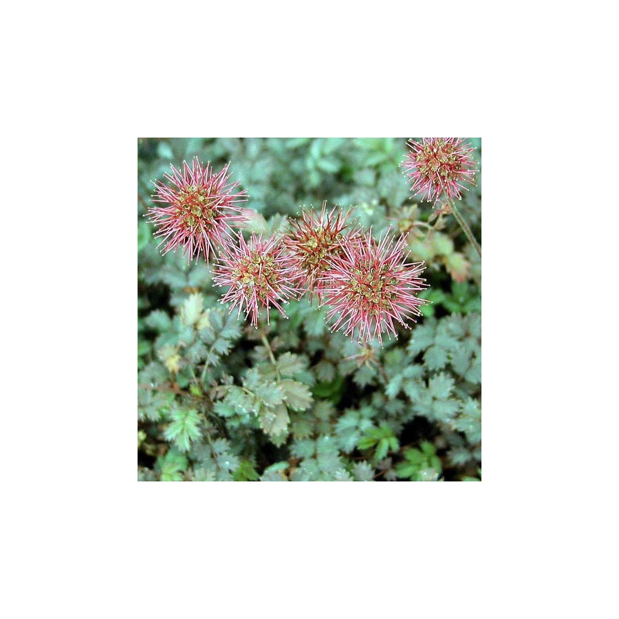 Plantes Vivaces ACAENA novae-zelandiae - Lampourde en vente - Pépinière Lepage .