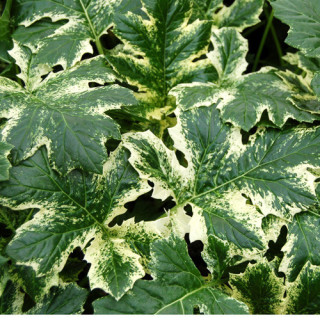 plantes-vivaces-acanthus-whitewater-R-acanthe-panachee-en-vente-pepiniere-lepage-