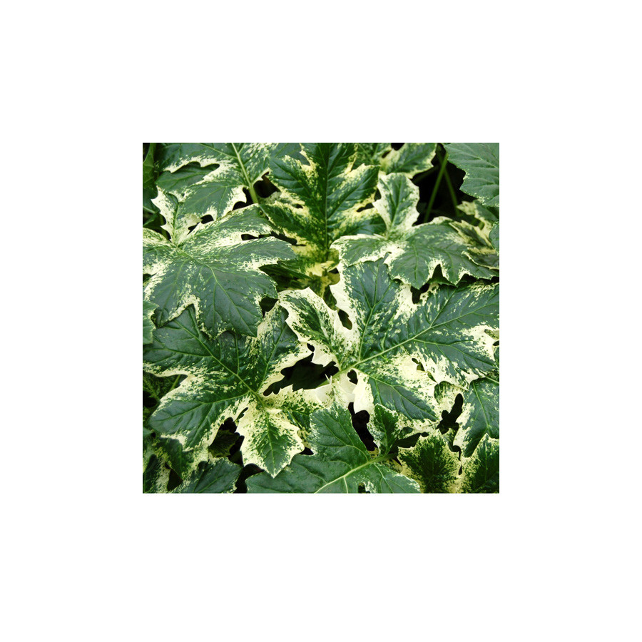 plantes-vivaces-acanthus-whitewater-R-acanthe-panachee-en-vente-pepiniere-lepage-