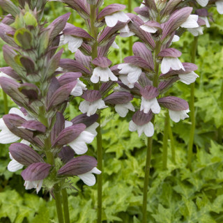 plantes-vivaces-acanthus-hungaricus-white-lips-acanthe-de-hongrie-en-vente-pepiniere-lepage-