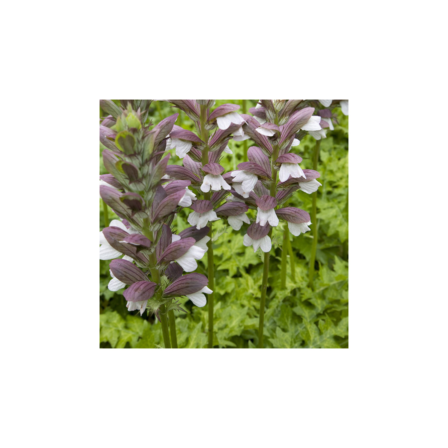 Plantes Vivaces ACANTHUS hungaricus 'White Lips' - Acanthe de Hongrie en vente - Pépinière Lepage .