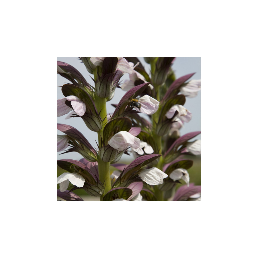 Plantes Vivaces ACANTHUS hungaricus 'White Lips' - Acanthe de Hongrie en vente - Pépinière Lepage .