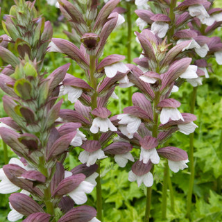 Plantes Vivaces ACANTHUS hungaricus 'White Lips' - Acanthe de Hongrie en vente - Pépinière Lepage .