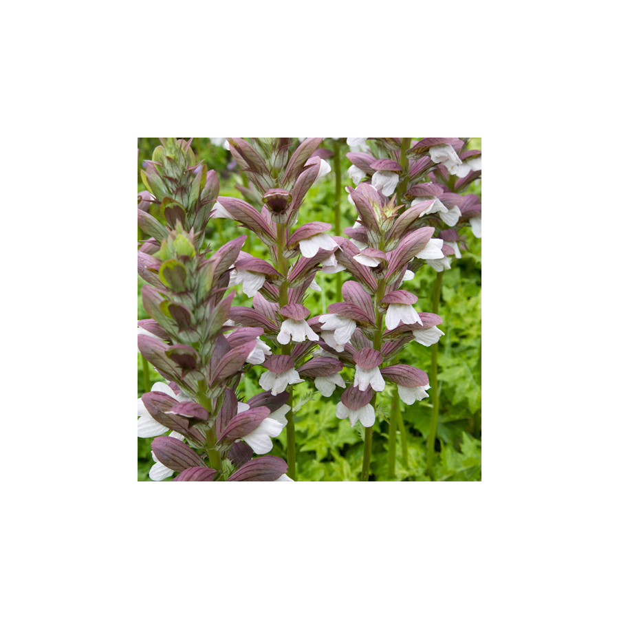 Plantes Vivaces ACANTHUS hungaricus 'White Lips' - Acanthe de Hongrie en vente - Pépinière Lepage .