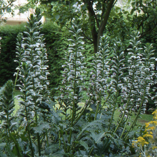 plantes-vivaces-acanthus-mollis-acanthe-a-feuilles-molles-en-vente-pepiniere-lepage-