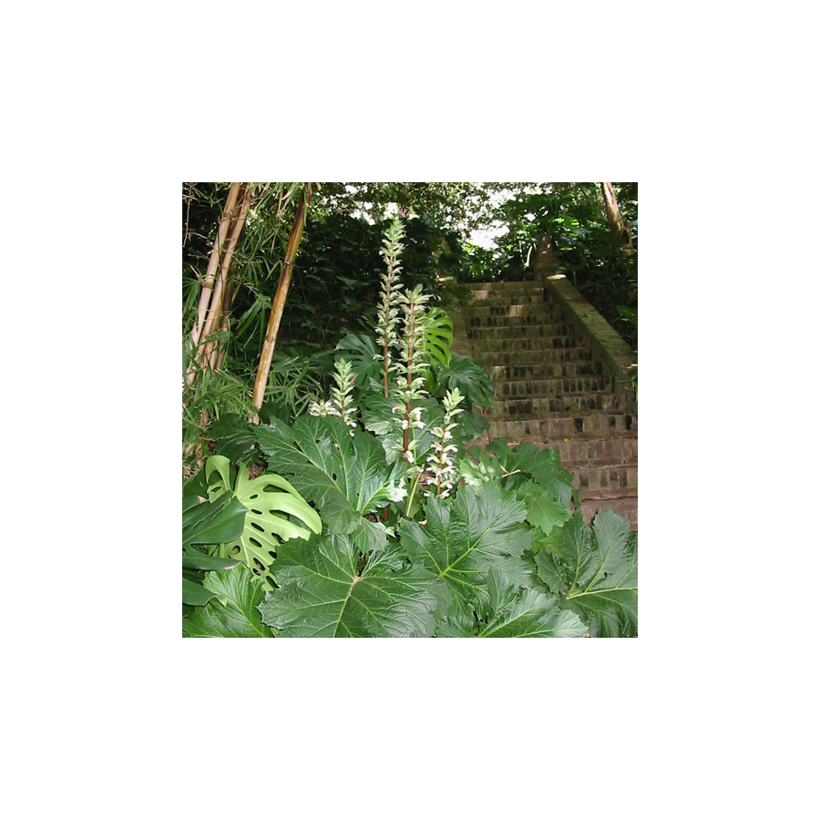 plantes-vivaces-acanthus-mollis-acanthe-a-feuilles-molles-en-vente-pepiniere-lepage-