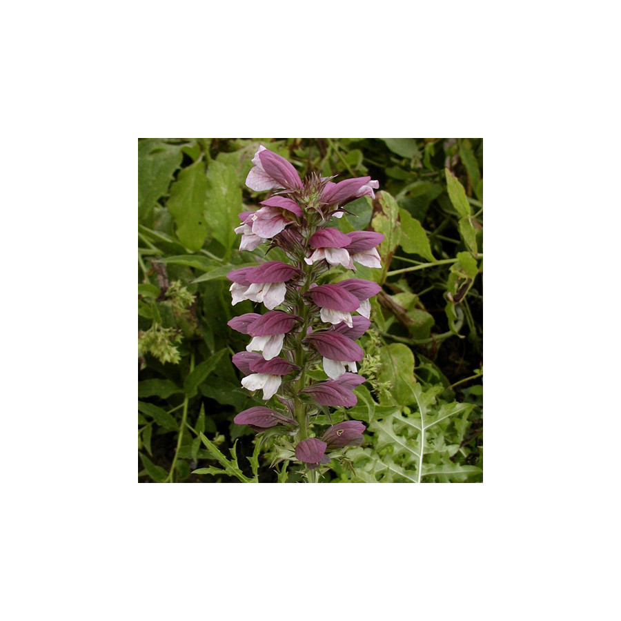 plantes-vivaces-acanthus-mollis-acanthe-a-feuilles-molles-en-vente-pepiniere-lepage-