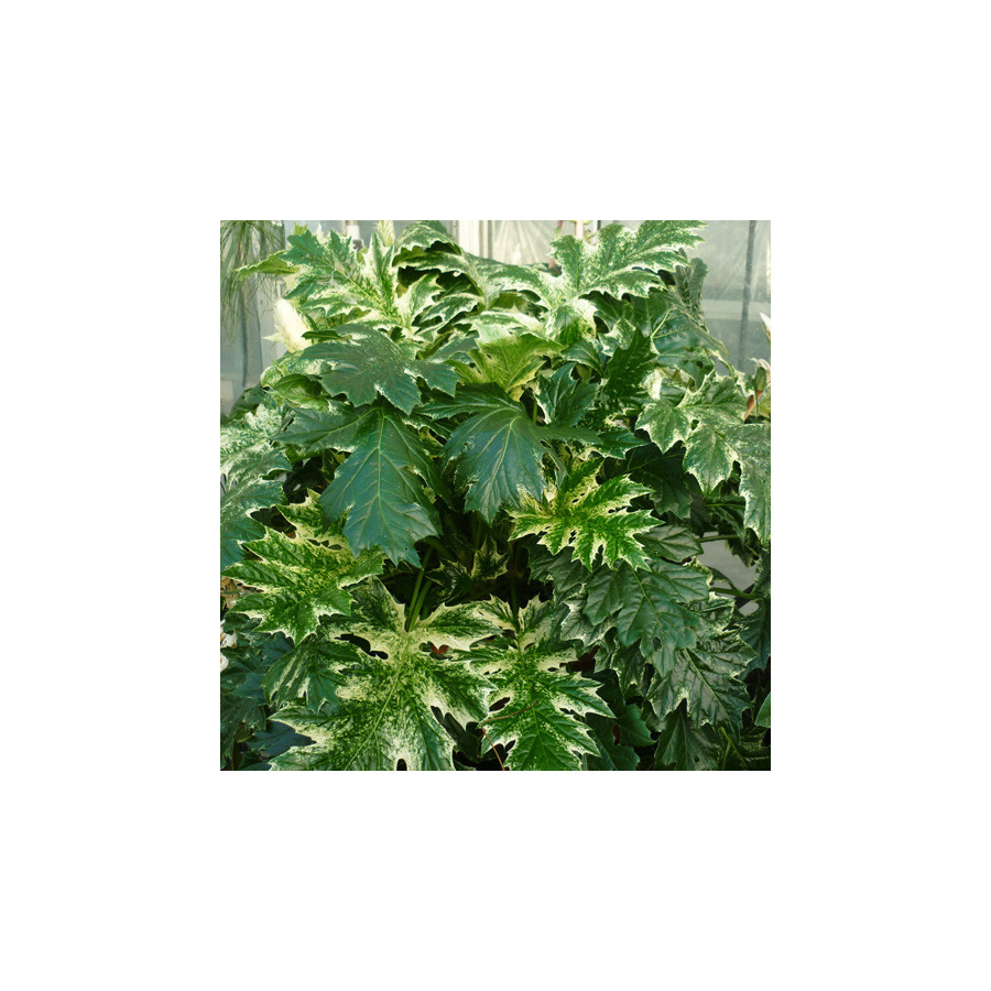 plantes-vivaces-acanthus-mollis-tasmanian-angel-acanthe-en-vente-pepiniere-lepage-