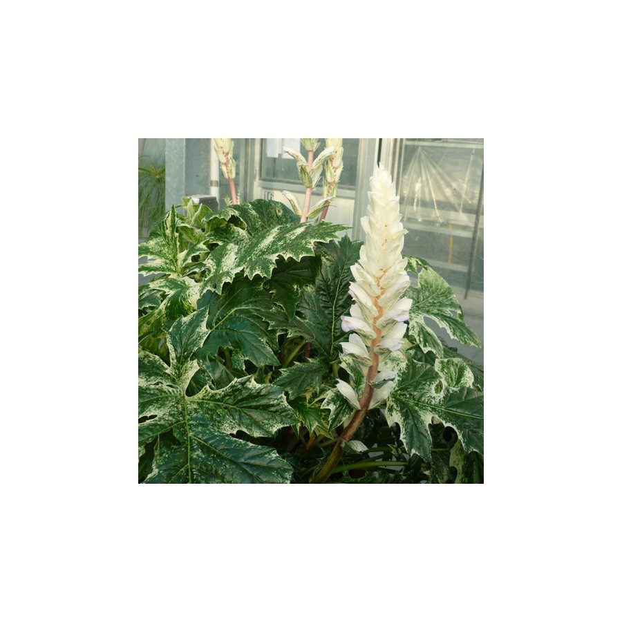 plantes-vivaces-acanthus-mollis-tasmanian-angel-acanthe-en-vente-pepiniere-lepage-